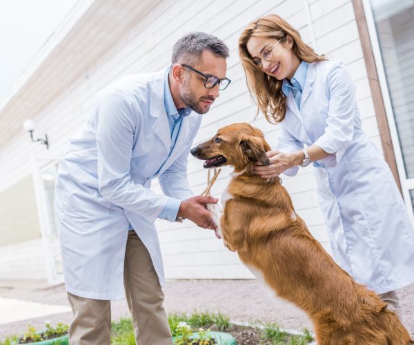 happy veterinarians playing with dog on yard at veterinary clinic